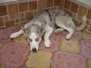 vand husky