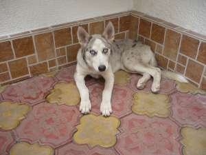 vand husky