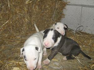 VAND BULL TERRIER PUI
