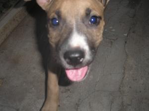 Vand catei amstaff