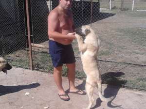 VAND PUI KANGAL DE 4 LUNI