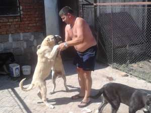 VAND PUI KANGAL DE 4 LUNI