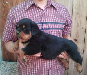 vand catelusi rottweiler