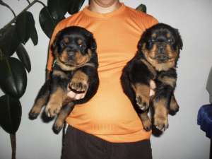 vand catelusi rottweiler