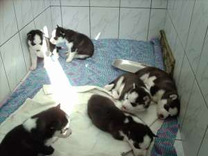 vand pui husky