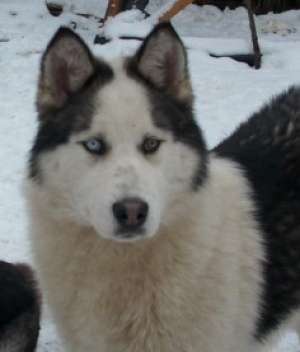 Vand Husky mascul de 1 an