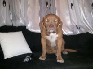 vand dog de bordeaux