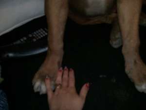 vand dog de bordeaux