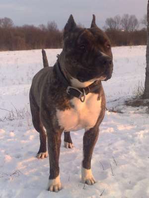 Monta Amstaff