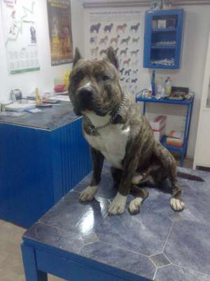 Monta Amstaff