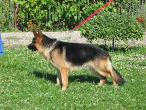 pui ciobanesc german cu pedigree