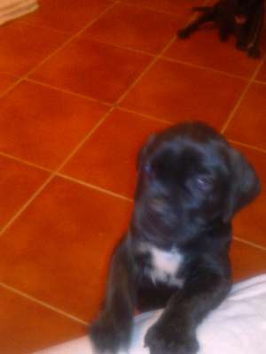 cane corso de vanzare