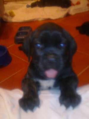cane corso de vanzare