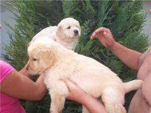 vand golden retriever