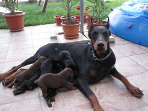 doberman pedigre