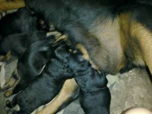 vand pui rottweiler