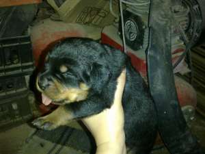 vand pui rottweiler