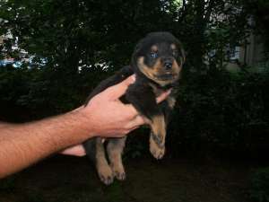 vand rottweileri