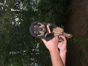vand rottweileri