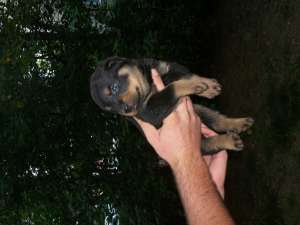 vand rottweileri