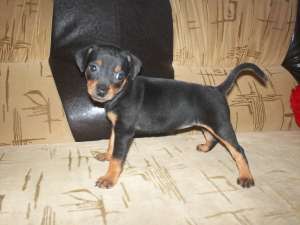 vand pinscher pitic