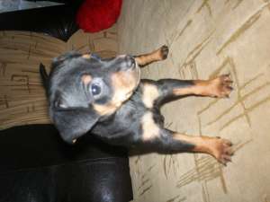 vand pinscher pitic