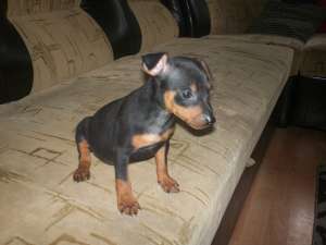 vand pinscher pitic