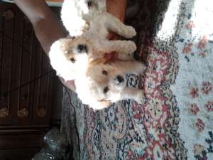 Caniche alb