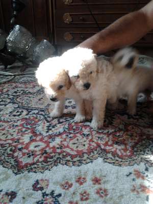 Caniche alb