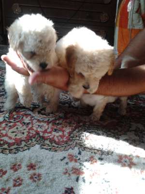 Caniche alb