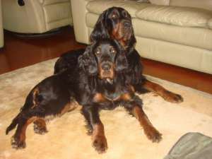 VAND PUI DE SETTER GORDON