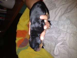 VAND PUI DE SETTER GORDON
