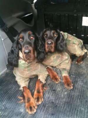 VAND PUI DE SETTER GORDON