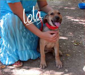 Lola,  catelusa cu urechi de elefantica