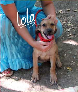 Lola,  catelusa cu urechi de elefantica