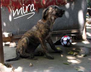 Mira,  catelusa tigrata cu urechi de elefantica