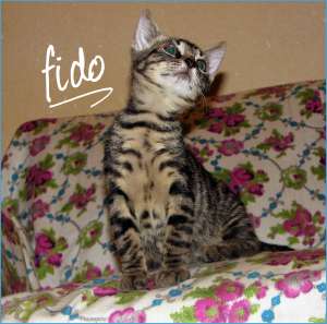 Fido,  motanel tigrat