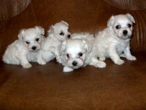 puisori bichon maltese