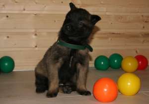 Ciobanesc belgian malinois