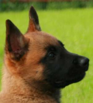 Ciobanesc belgian malinois