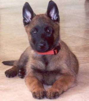Ciobanesc belgian malinois