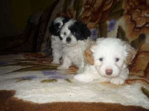 Bichon catelusi frumosi - fetite si baietei