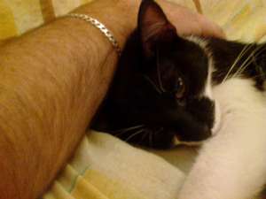 MOTANEL SPRE ADOPTIE