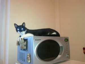 MOTANEL SPRE ADOPTIE