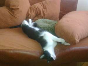 MOTANEL SPRE ADOPTIE