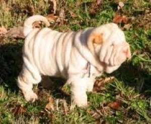 crescator vand pui shar pei
