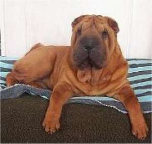 crescator vand pui shar pei