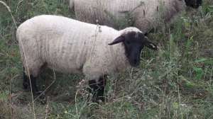De vanzare berbeci SUFFOLK.