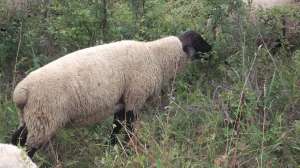 De vanzare berbeci SUFFOLK.