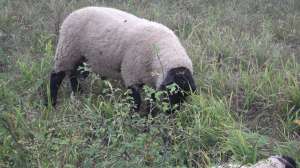 De vanzare berbeci SUFFOLK.